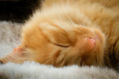 CBD und Schlaf: Kann Cannabidiol bei Schlafproblemen unterstützen?